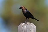 Brown-headed Cowbirdborder=